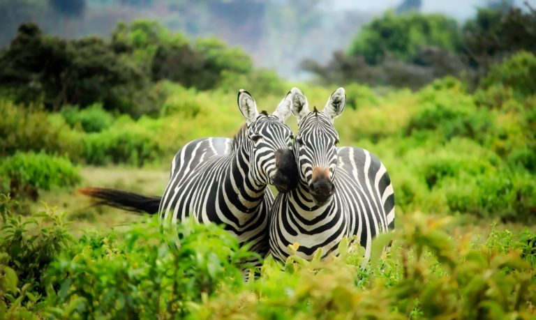 Conservation Tourism: Visiting Animal Sanctuaries and Reserves Responsibly