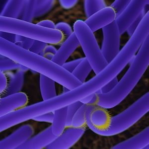 harmful E.coli bacteria