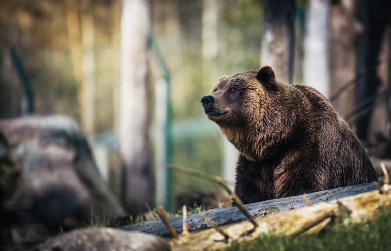 The 5 Best Ecotourism Destinations for Wildlife Watching in the US
