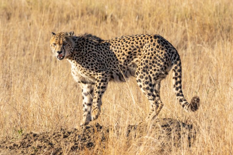 7 Mind-Blowing Wildlife Experiences That Are Also Ethical and Sustainable