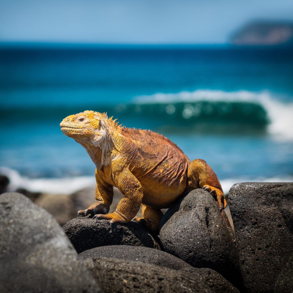 galapagos land iguana