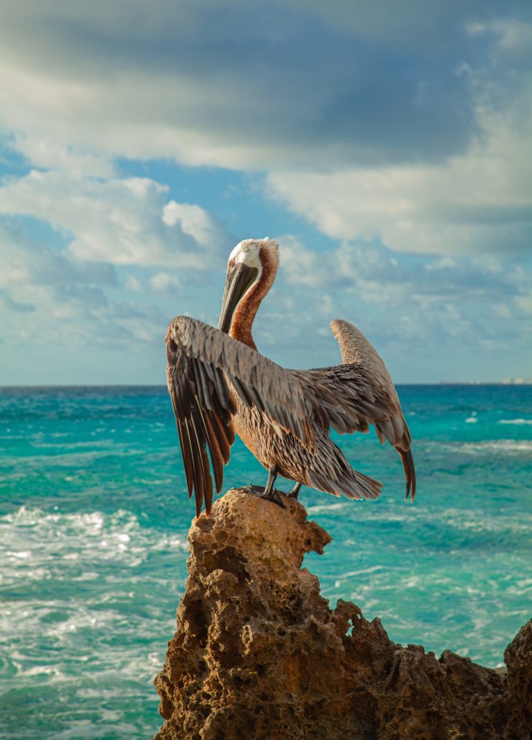 Ecotourism in the Galapagos Islands