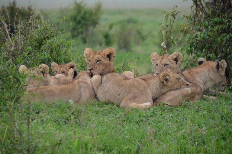 Best Ecotourism Destinations in Kenya