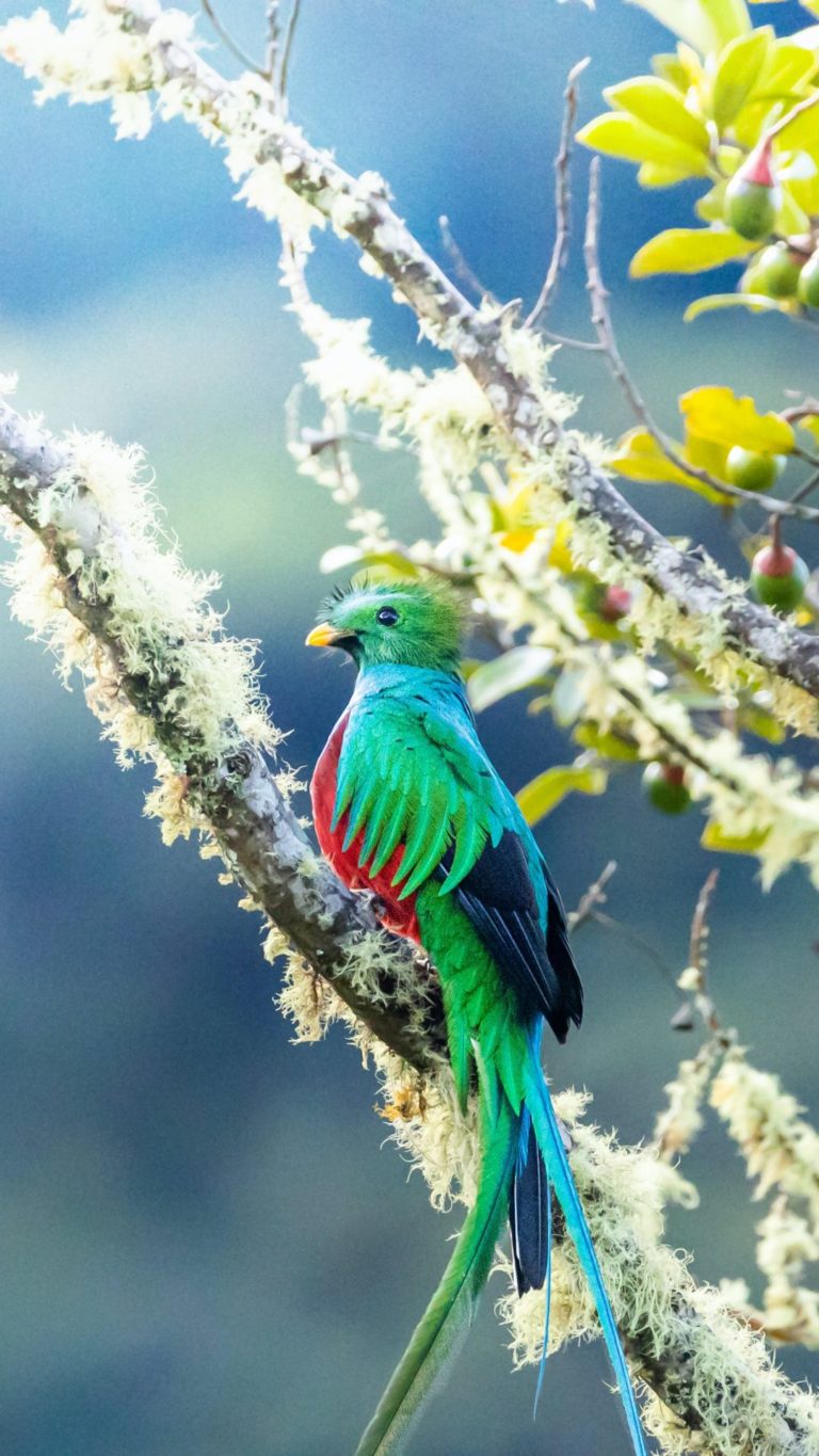 Top 10 Ecotourism Destinations for Bird Watching