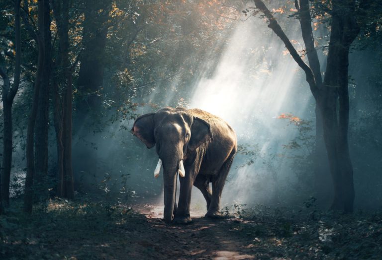 The Benefits of Responsible Ecotourism on Wildlife Conservation